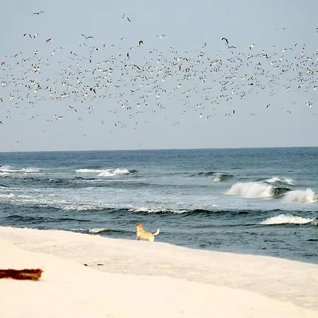 White Pearl 2.01 Apartment *